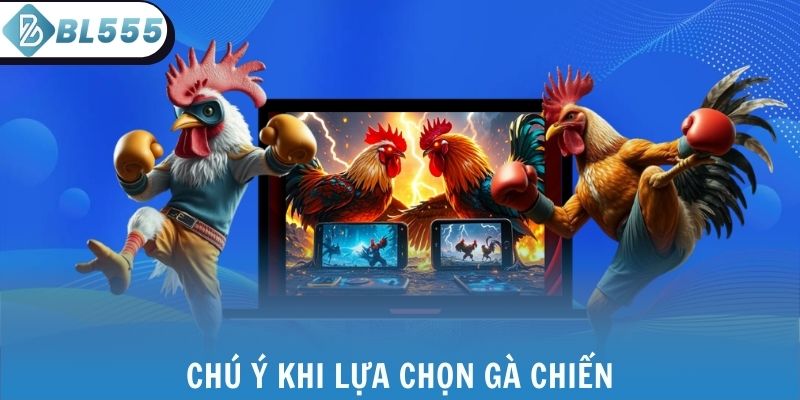 Chú ý khi lựa chọn gà chiến
